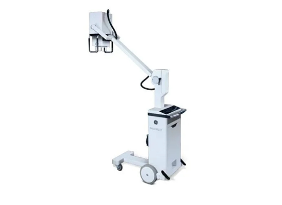 Calathea Warscewiczii